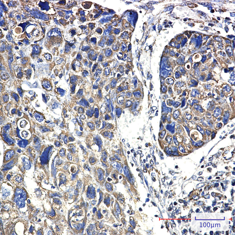 Anti-Hsp60 Rabbit Monoclonal Antibody