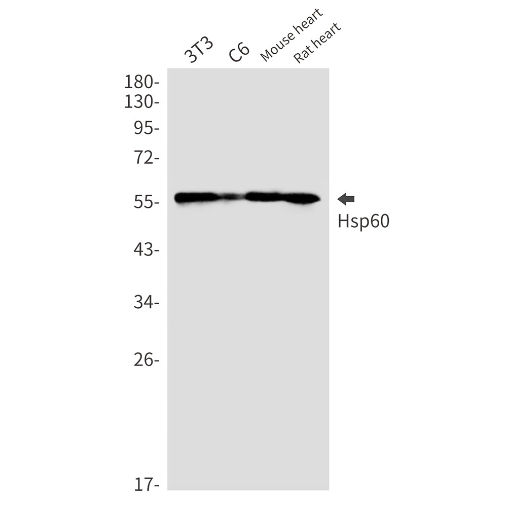 Anti-Hsp60 Rabbit Monoclonal Antibody