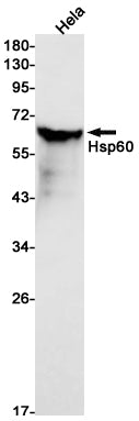 Anti-Hsp60 Rabbit Monoclonal Antibody