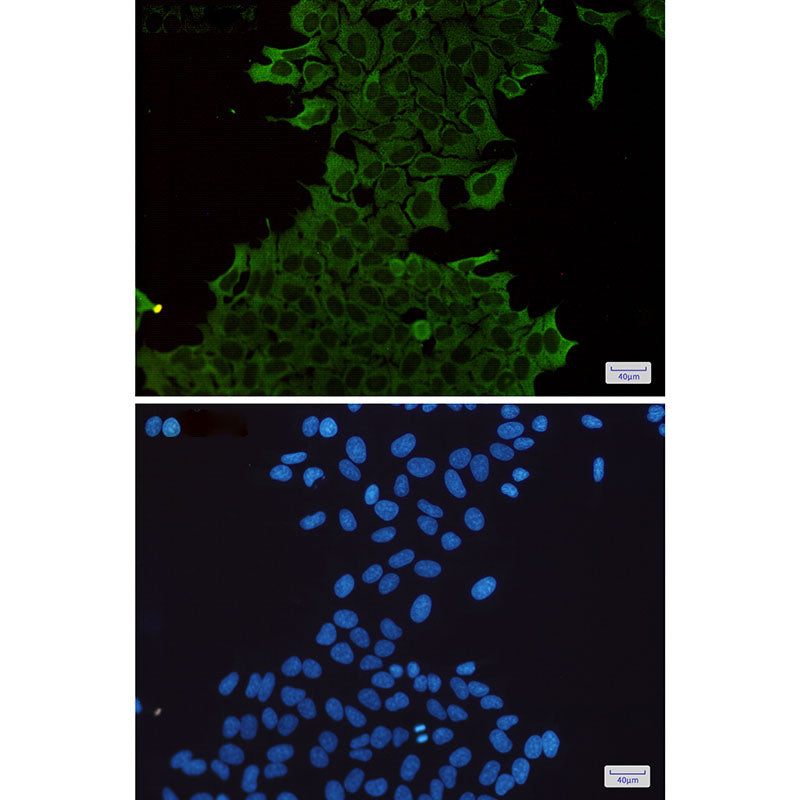Anti-Hsp70 Rabbit Monoclonal Antibody