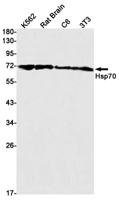 Anti-Hsp70 Rabbit Monoclonal Antibody