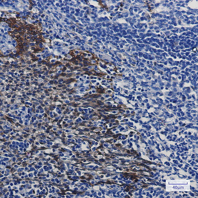 Anti-Hsp70 Rabbit Monoclonal Antibody