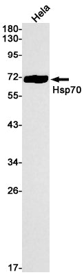 Anti-Hsp70 Rabbit Monoclonal Antibody