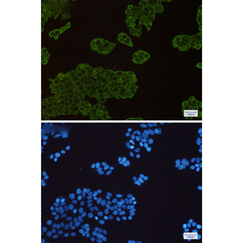 Anti-Hsp90 alpha/beta Rabbit Monoclonal Antibody