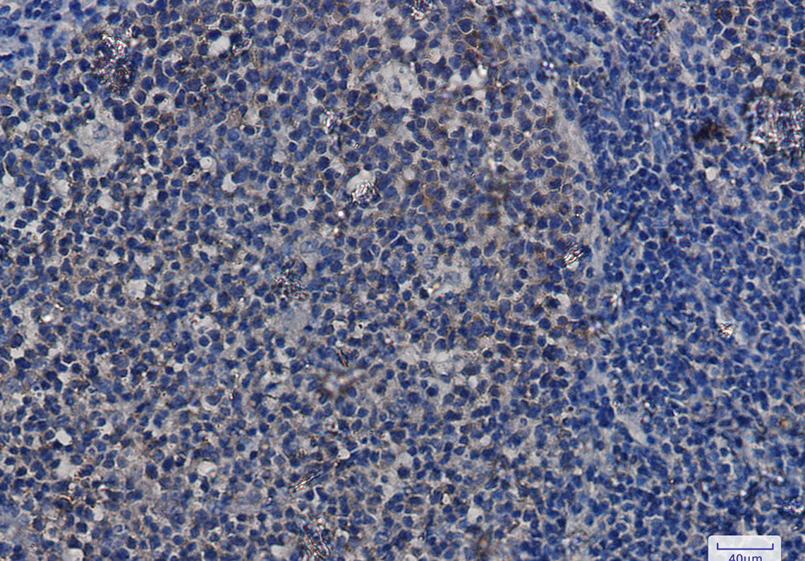 Anti-Hsp90 alpha/beta Rabbit Monoclonal Antibody