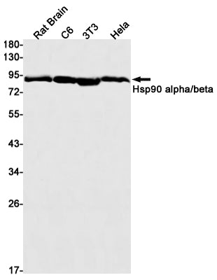 Anti-Hsp90 alpha/beta Rabbit Monoclonal Antibody