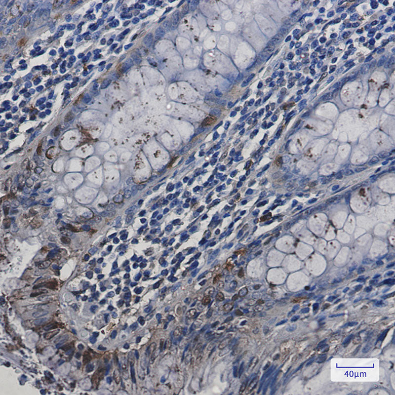 Anti-HspA2 Rabbit Monoclonal Antibody
