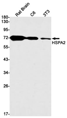 Anti-HspA2 Rabbit Monoclonal Antibody