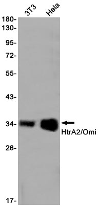 Anti-HtrA2 Rabbit Monoclonal Antibody