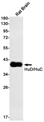 Anti-HuC/HuD Rabbit Monoclonal Antibody