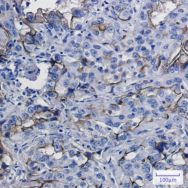 Anti-ICAM1 Rabbit Monoclonal Antibody