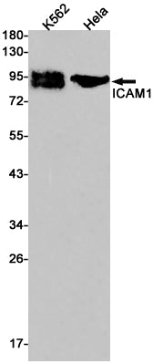 Anti-ICAM1 Rabbit Monoclonal Antibody