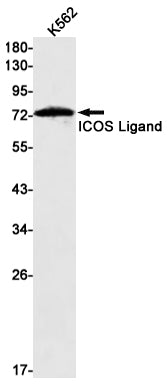 Anti-ICOS Ligand Rabbit Monoclonal Antibody