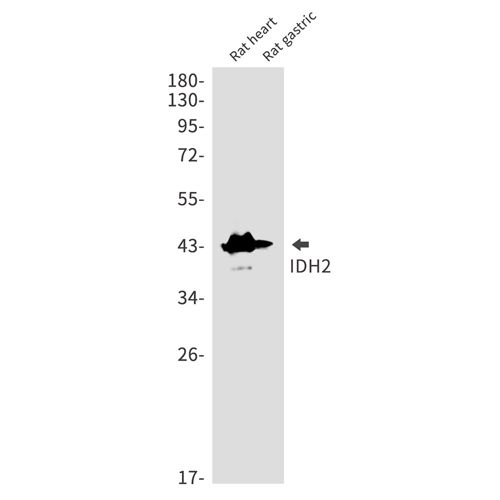 Anti-IDH2 Rabbit Monoclonal Antibody