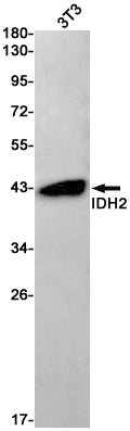 Anti-IDH2 Rabbit Monoclonal Antibody