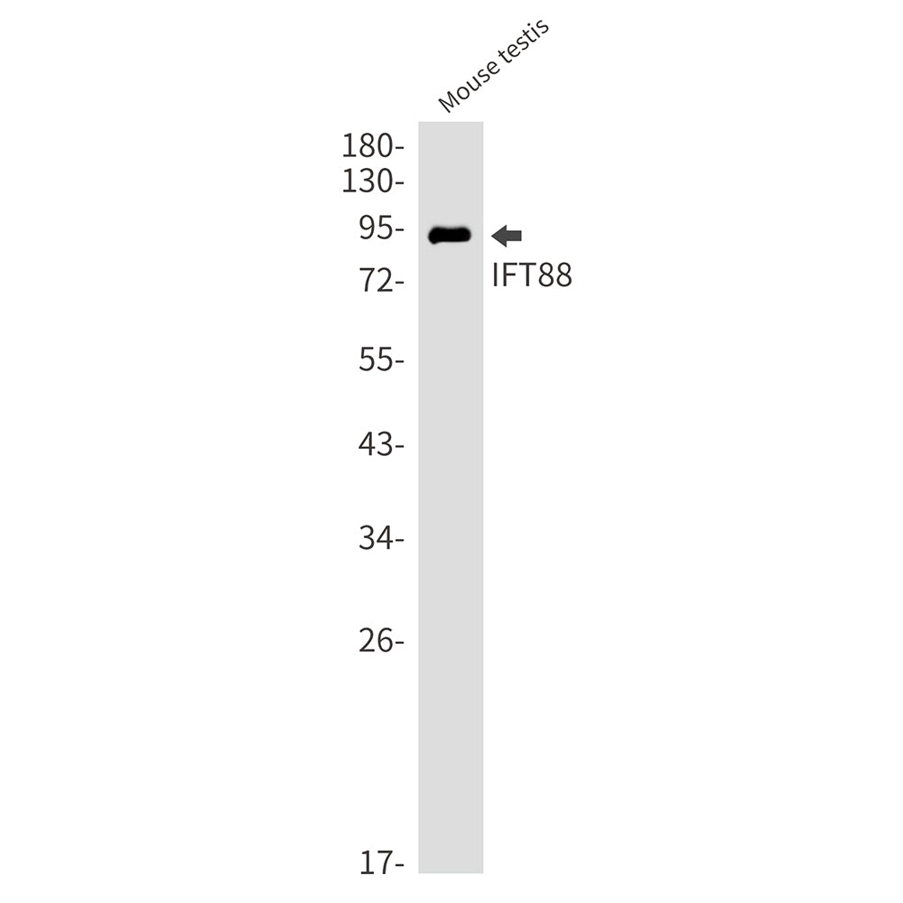 Anti-IFT88 Rabbit Monoclonal Antibody