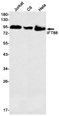 Anti-IFT88 Rabbit Monoclonal Antibody