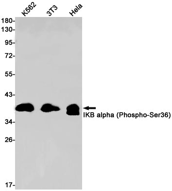 Anti-Phospho-IKB alpha (Ser36) Rabbit Monoclonal Antibody