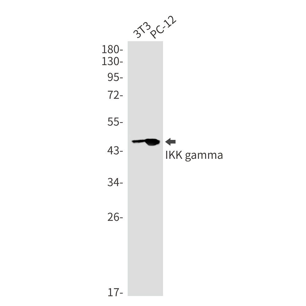 Anti-IKK gamma Rabbit Monoclonal Antibody