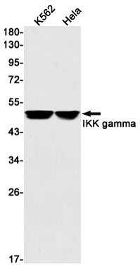 Anti-IKK gamma Rabbit Monoclonal Antibody