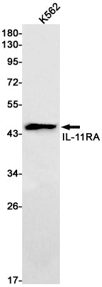 Anti-IL-11 Receptor alpha Rabbit Monoclonal Antibody