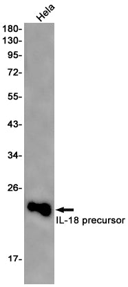 Anti-IL-18 Rabbit Monoclonal Antibody