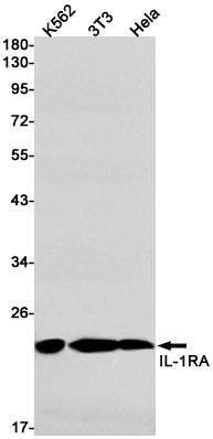Anti-IL-1 Receptor Antagonist Protein Rabbit Monoclonal Antibody