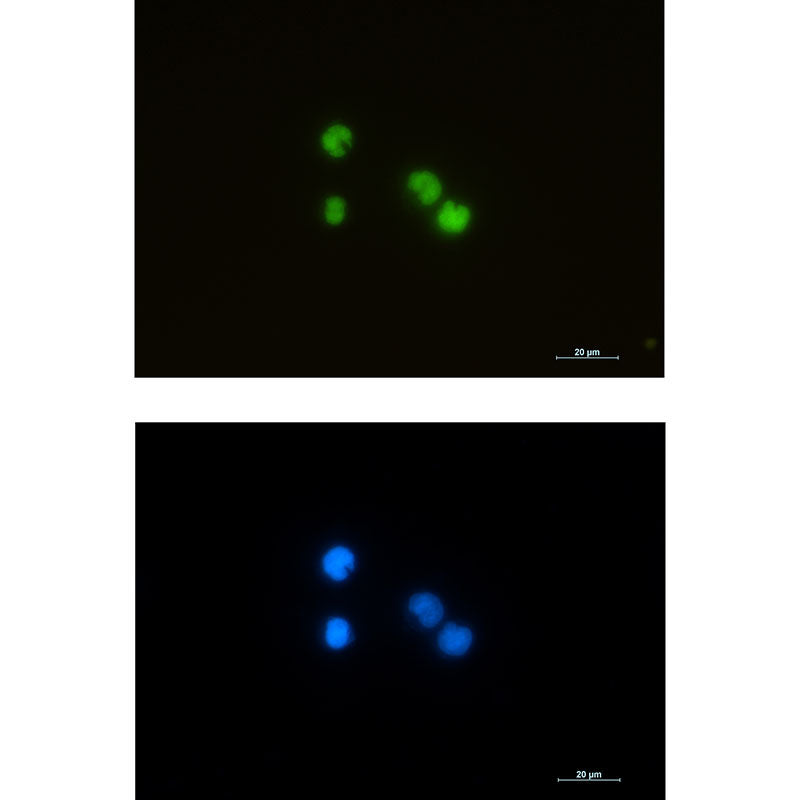 Anti-ILF3 Rabbit Monoclonal Antibody