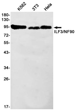 Anti-ILF3 Rabbit Monoclonal Antibody