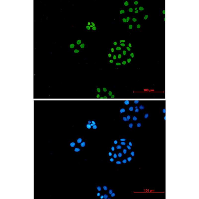 Anti-ILF3 Rabbit Monoclonal Antibody