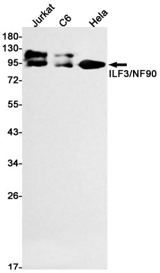 Anti-ILF3 Rabbit Monoclonal Antibody