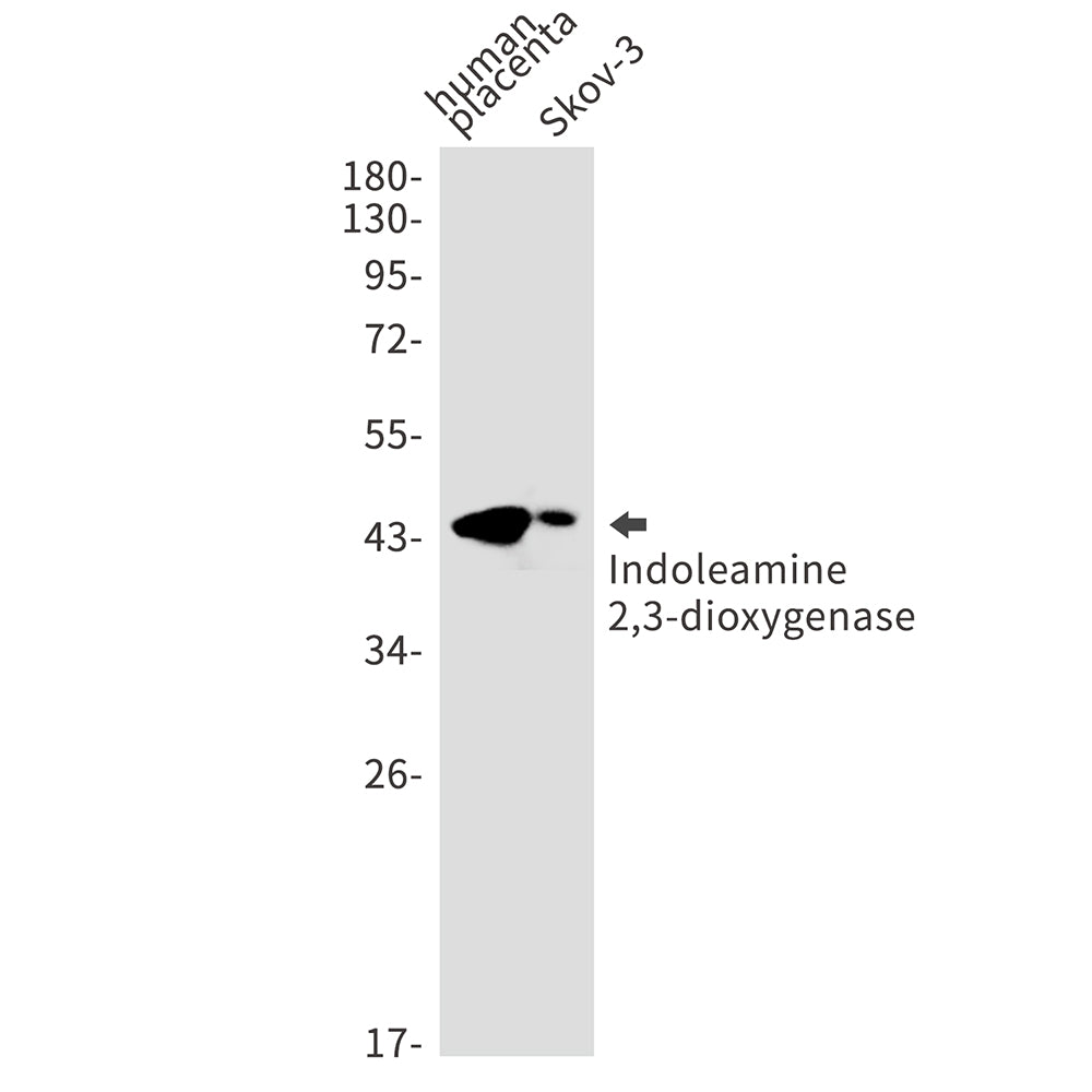 Anti-Indoleamine 2,3-dioxygenase Rabbit Monoclonal Antibody