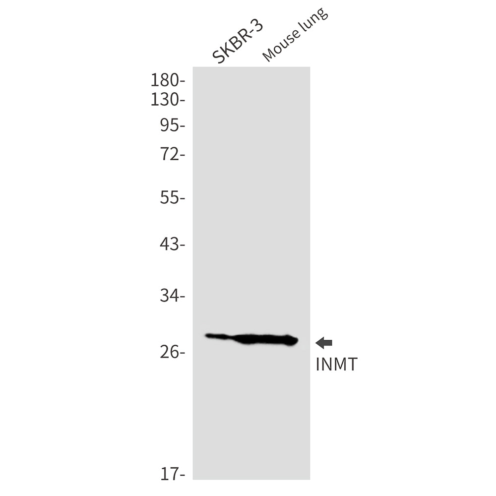 Anti-INMT Rabbit Monoclonal Antibody