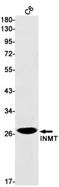 Anti-INMT Rabbit Monoclonal Antibody