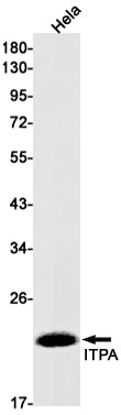 Anti-ITPA Rabbit Monoclonal Antibody