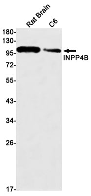Anti-INPP4B Rabbit Monoclonal Antibody