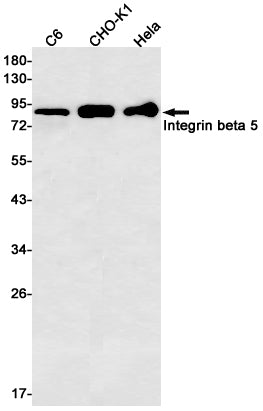 Anti-Integrin beta 5 Rabbit Monoclonal Antibody