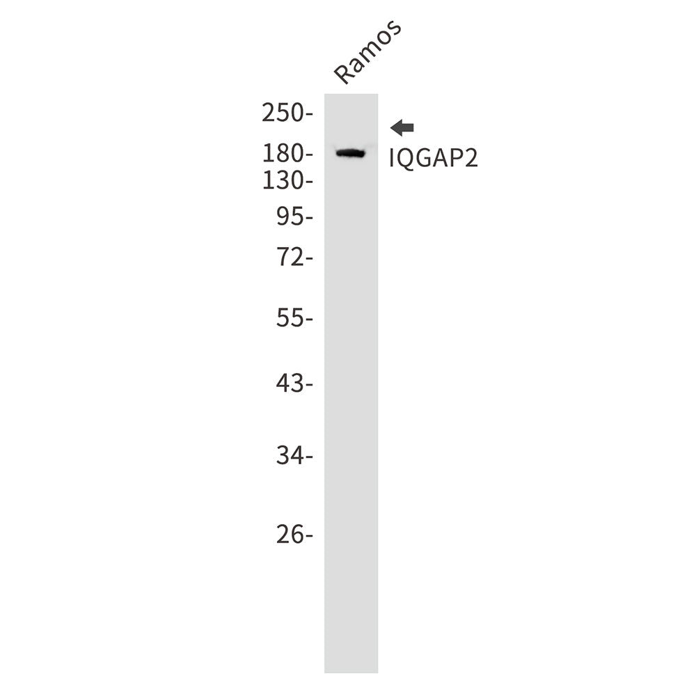 Anti-IQGAP2 Rabbit Monoclonal Antibody