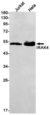 Anti-IRAK4 Rabbit Monoclonal Antibody