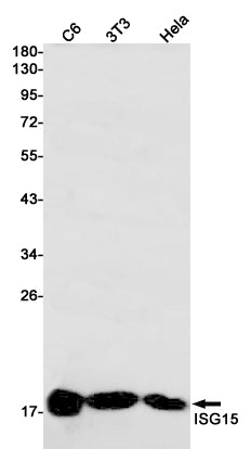 Anti-ISG15 Rabbit Monoclonal Antibody