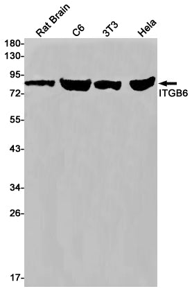 Anti-Integrin beta 6 Rabbit Monoclonal Antibody