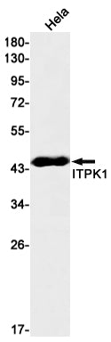 Anti-ITPK1 Rabbit Monoclonal Antibody