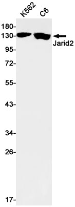 Anti-Protein Jumonji Rabbit Monoclonal Antibody