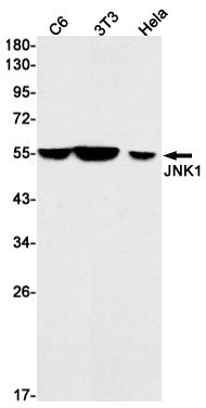 Anti-JNK1 Rabbit Monoclonal Antibody