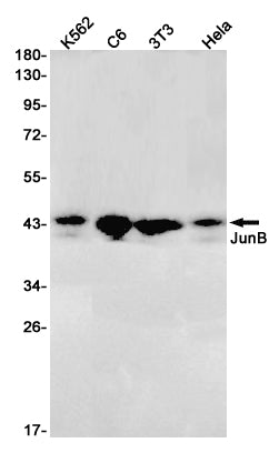 Anti-JunB Rabbit Monoclonal Antibody