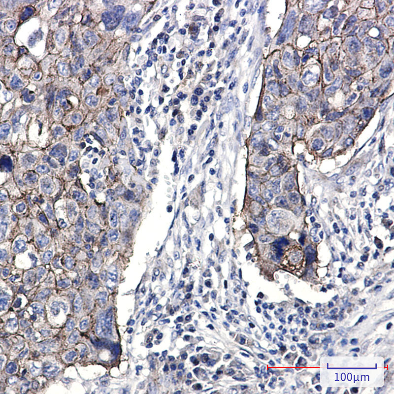 Anti-Junctional Adhesion Molecule 1 Rabbit Monoclonal Antibody
