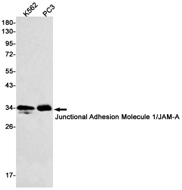 Anti-Junctional Adhesion Molecule 1 Rabbit Monoclonal Antibody