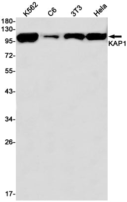 Anti-KAP1 Rabbit Monoclonal Antibody