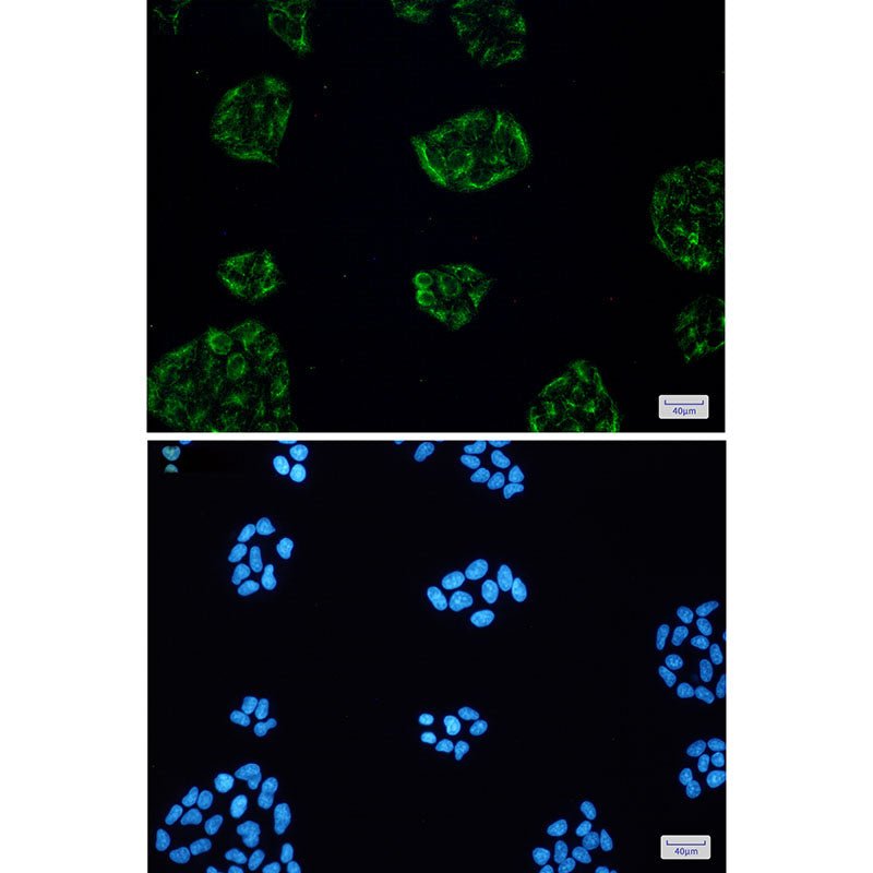 Anti-KCTD9 Rabbit Monoclonal Antibody