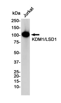 Anti-KDM1A Rabbit Monoclonal Antibody